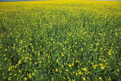 《暗黑破坏神4》将于10月18日登陆Steam