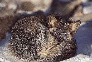 牌组构建游戏《Hexoria》Steam页面上线 2023年第三季度发售